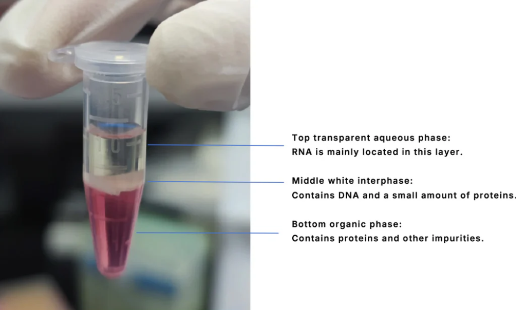 استخراج RNA تریزول فنل کلروفروم