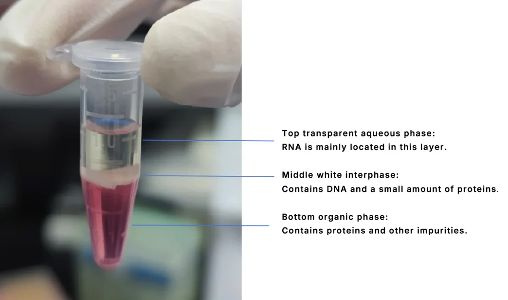 استخراج RNA تریزول فنل کلروفروم