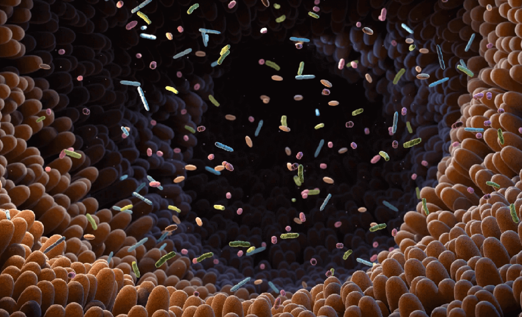 باکتری روده‌