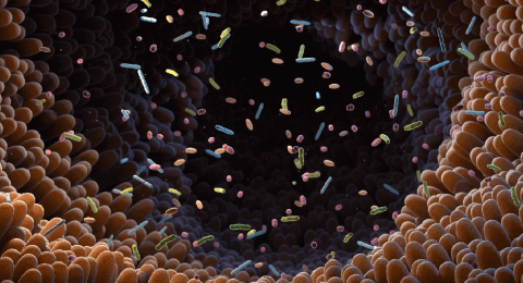 باکتری روده‌