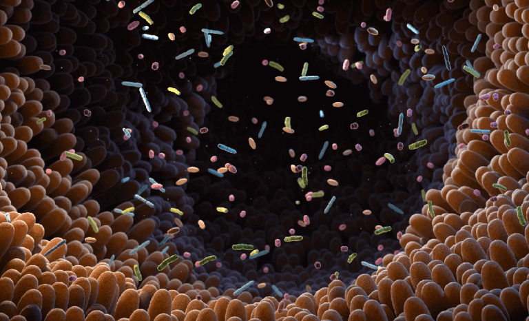 باکتری روده‌