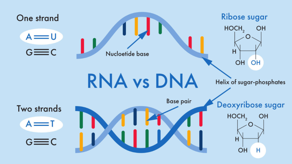 rna چیست؟