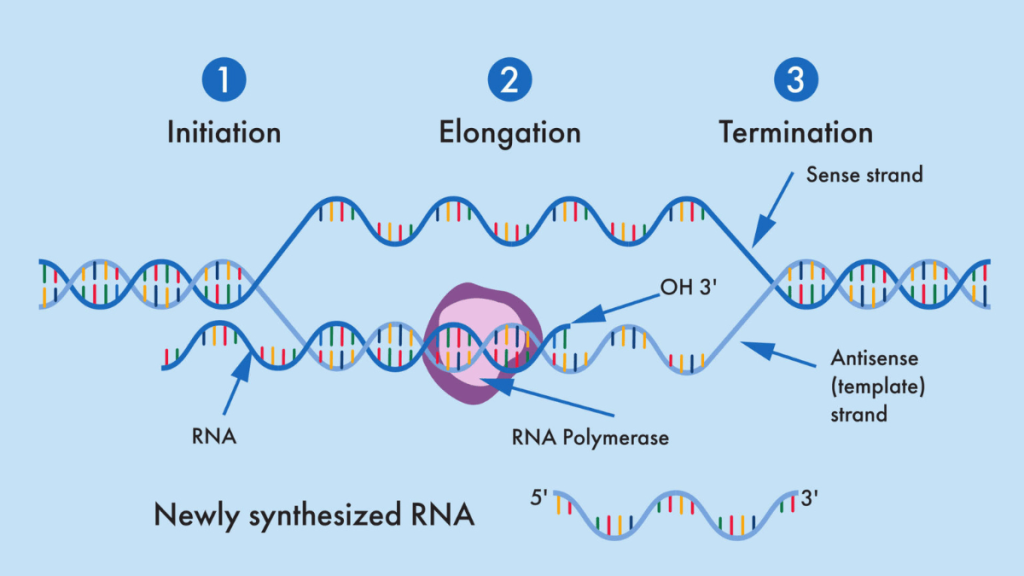 رونویسی (Transcription) را نشان میدهد، که در آن RNA از روی رشته الگو DNA توسط آنزیم RNA پلیمراز سنتز میشود.
اتصال: RNA پلیمراز به ناحیه پروموتر در مولکول DNA متصل میشود.ساخت RNA: با حرکت RNA پلیمراز در طول رشته الگو DNA، مولکول RNA رونویسی و ساخته میشود.آزادسازی: RNA پلیمراز از DNA جدا شده و مولکول RNA تازه سنتز شده را آزاد میکند.